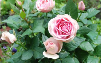 Már megint szerelem!