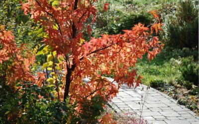 Azért is egészségesek maradunk!