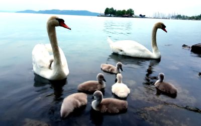 Pozitív gondolkodás és a Vaszati