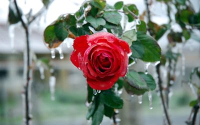 A tűz ereje az otthonunkban