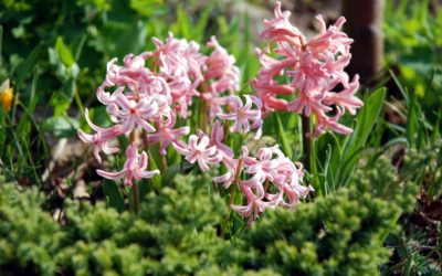 Tavaszi kertészkedés a Vaszati segítségével