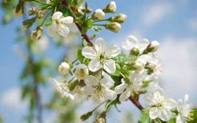 A tartós párkapcsolat alapja