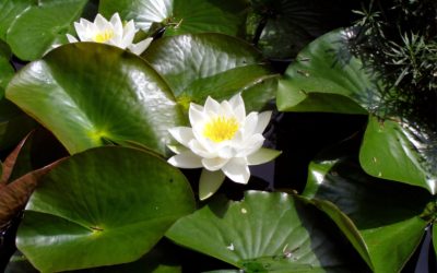 Egészséges test és lélek – céljaid megvalósításának egyik alapfeltétele