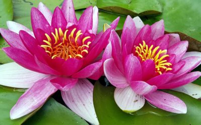 A Vaszati személyes összetevői – ayurvédikus alkattípus