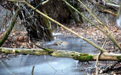 Kicsit lassan indul az új év