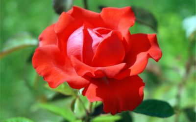 Ha Valentin, akkor piros – de nem a Vaszati szerint!