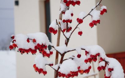 Kerti tippek – tervezgetni hóesésben is lehet!