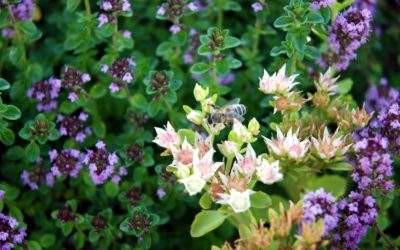 Nyár van, töltsd fel Magad energiával!