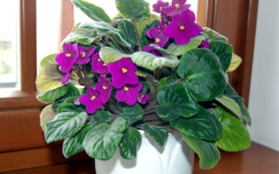 Szobanövények a tiszta levegőért és az egészséges környezetért