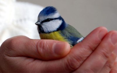 Szeretnéd, ha a Vaszati gyorsabban hozna pozitív változásokat?