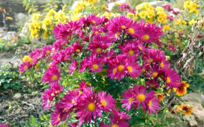 Az őszi kert csodája