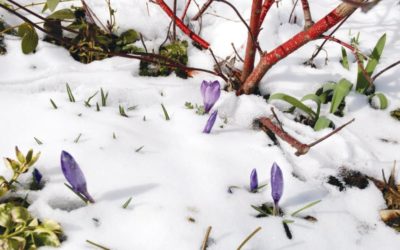 Vaszati a kertben – tippek a téli tervezgetéshez