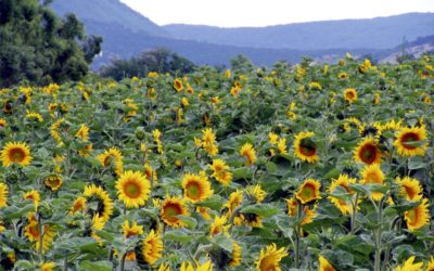 A reggelek jelentősége