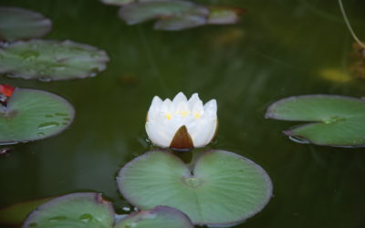 Tényleg fontos az északkelet!