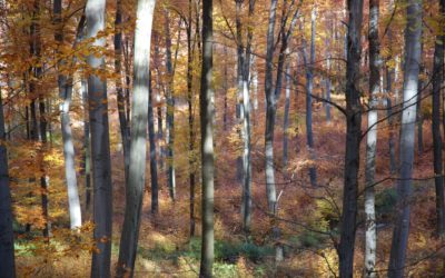 A délnyugat felel a stabilitásért