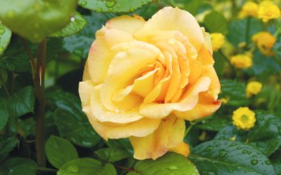 Ha félted a karrieredet, nézz körül keleten!