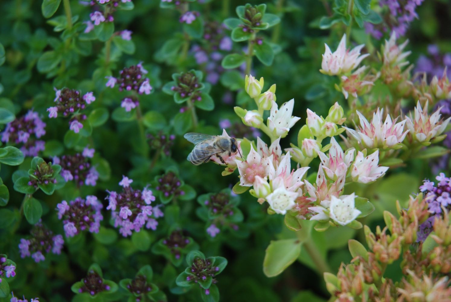 A növények, köztük a gyógynövények illata kedvező hatással van testre, lélekre egyaránt. Segítenek összekapcsolódni a föld elemmel, s ezáltal segítenek stabillá válni az életben.