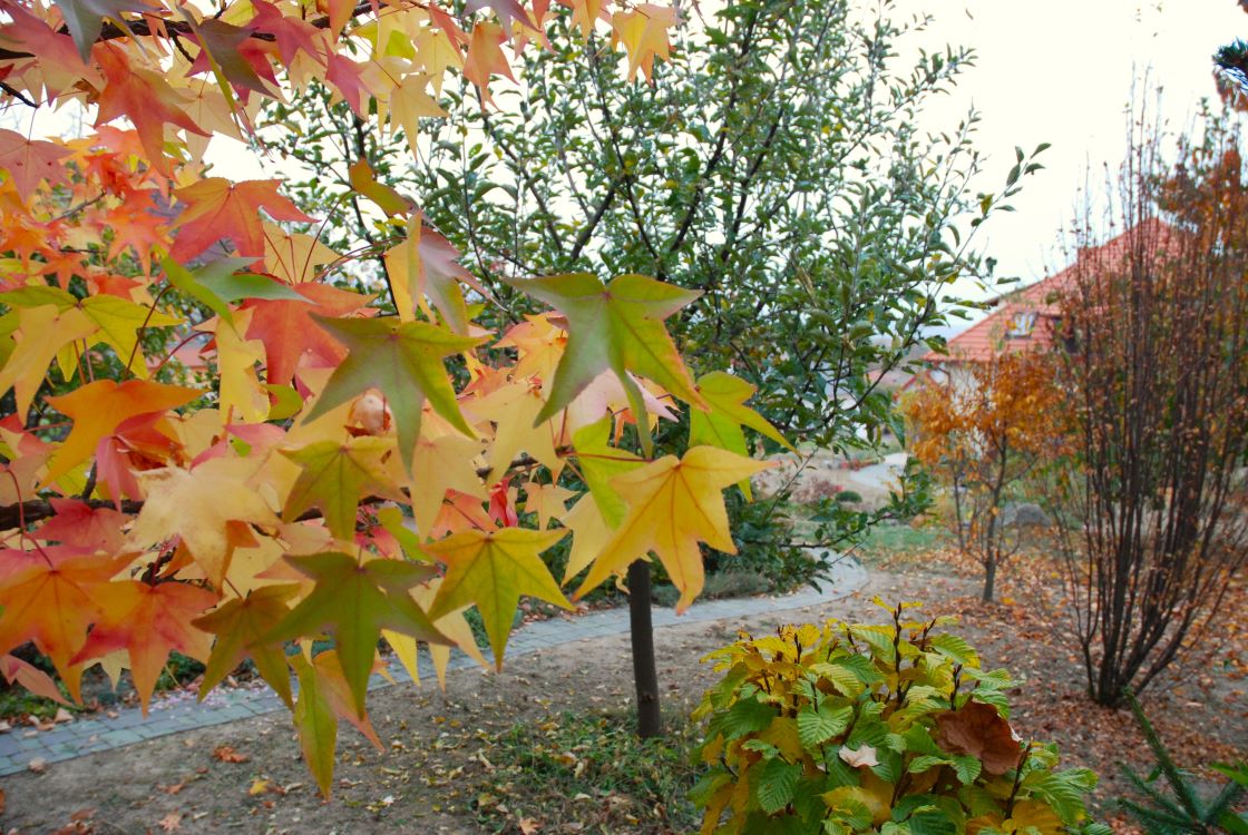 Láttad már a fák leveleit