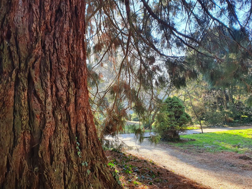 Ha odafigyelünk az egészségünkre, olyan ellenállóvá válhat a testünk, mint egy masszív fatörzs.