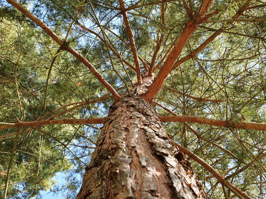 Egy egészséges fa törzse egyenes és masszív, de csak akkor, ha egészségesek a gyökerei!