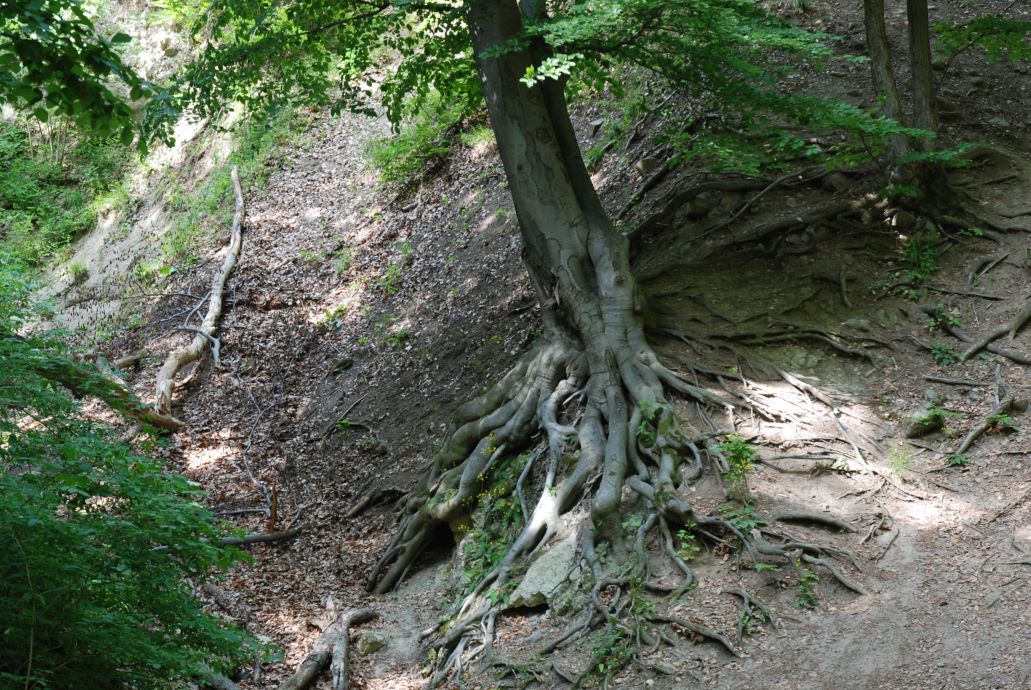 Erős gyökerekkel még akkor is jól megkapaszkodik a fa, ha