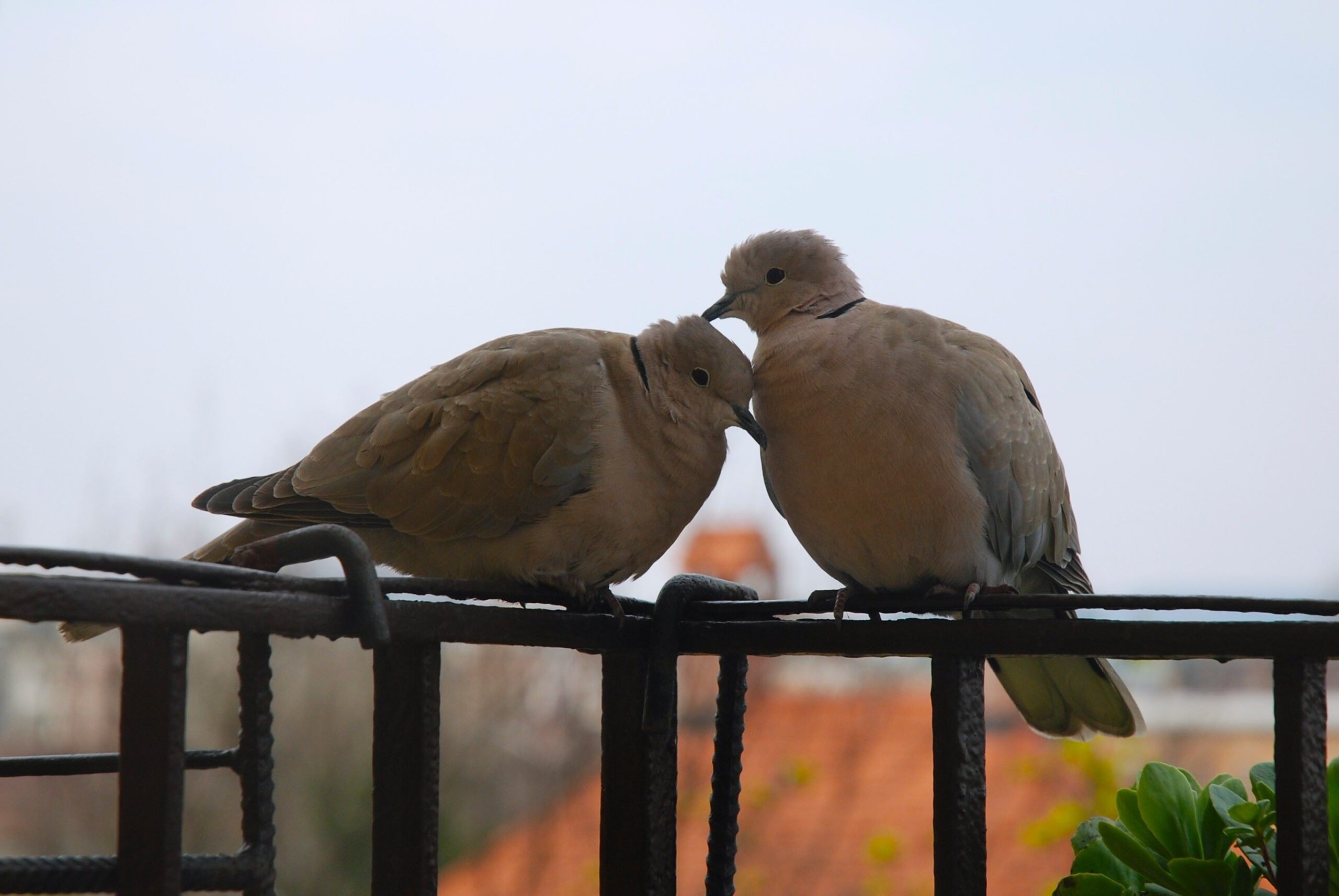 Ez a kedves gerlepár mindennap meglátogatott minket amikor még Pesten laktunk. Nagyon szerették egymást és minket is. Gyakran eszembe jutnak, főleg amikor a szeretetre, a hűségre vagy a barátságra gondolok.