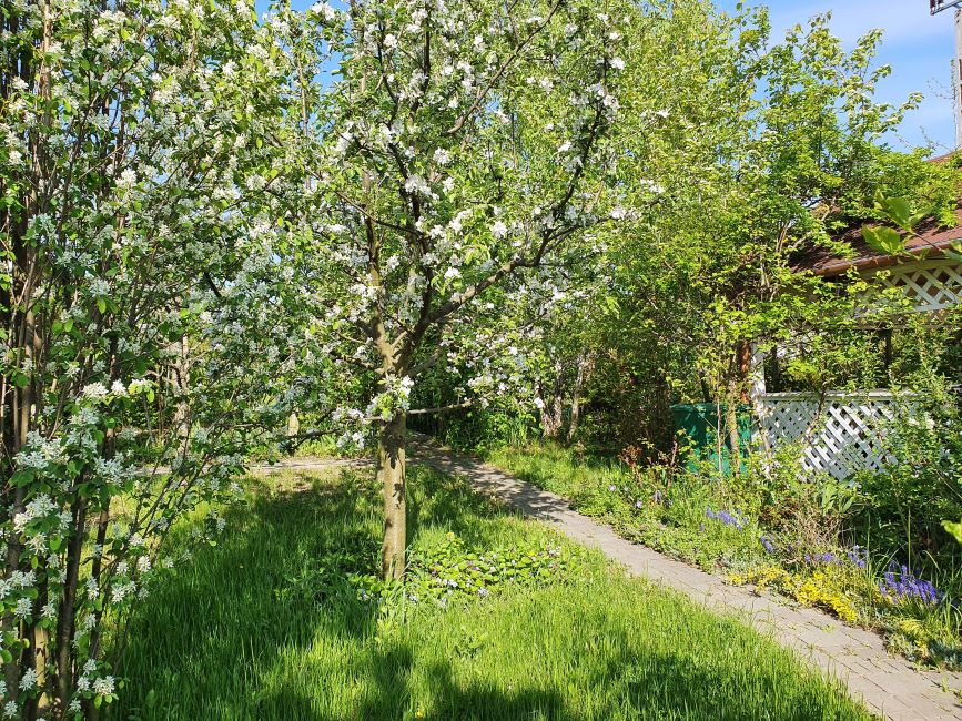 Egy virágzó gyümölcsfa nem csak csodaszép látvány, de reményt ad arra is, hogy hamarosan gyümölcsöt ad.